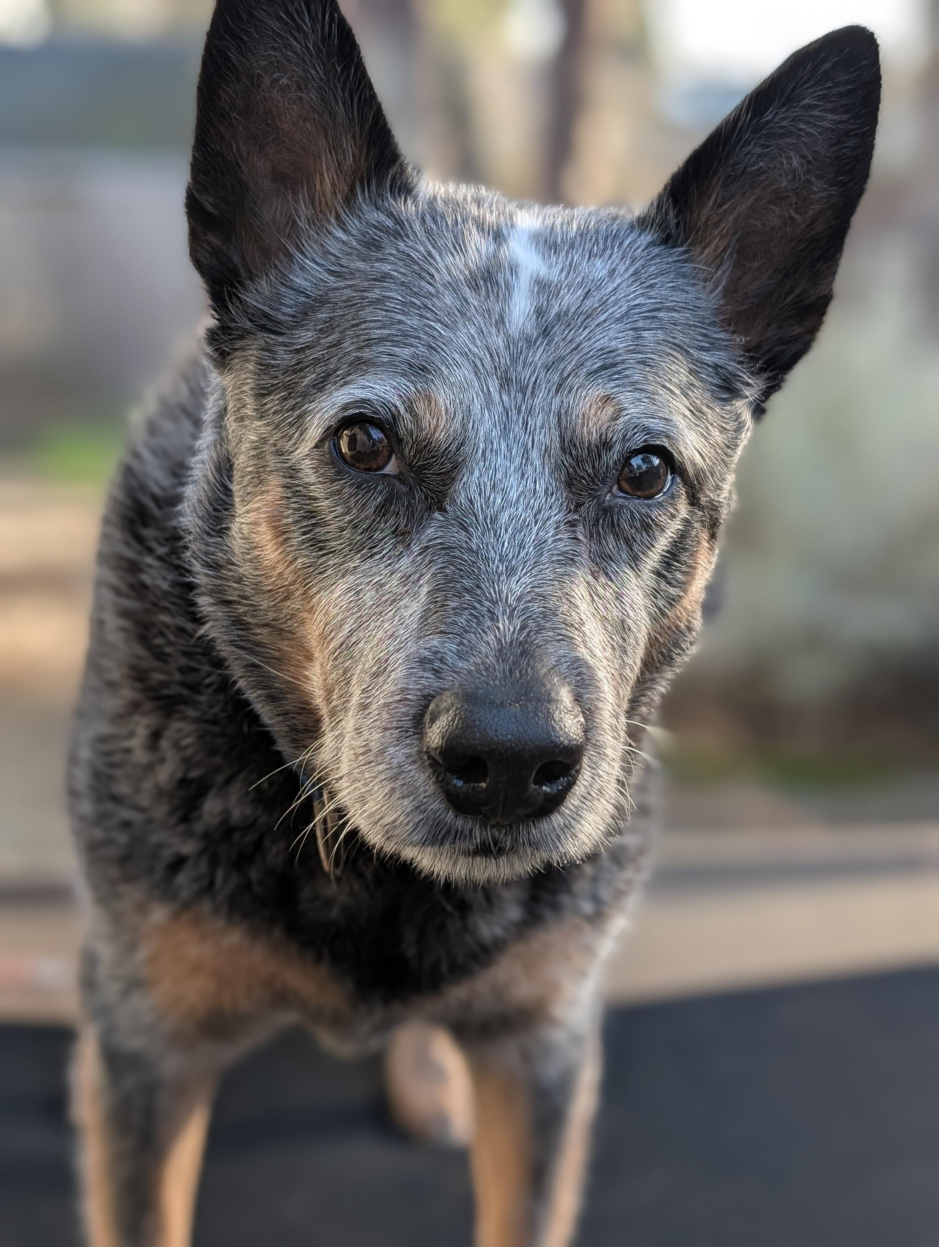 Chloe (Halsey / Peoria, OR), an adoptable Australian Cattle Dog / Blue Heeler, Cattle Dog in Corvallis, OR, 97333 | Photo Image 4