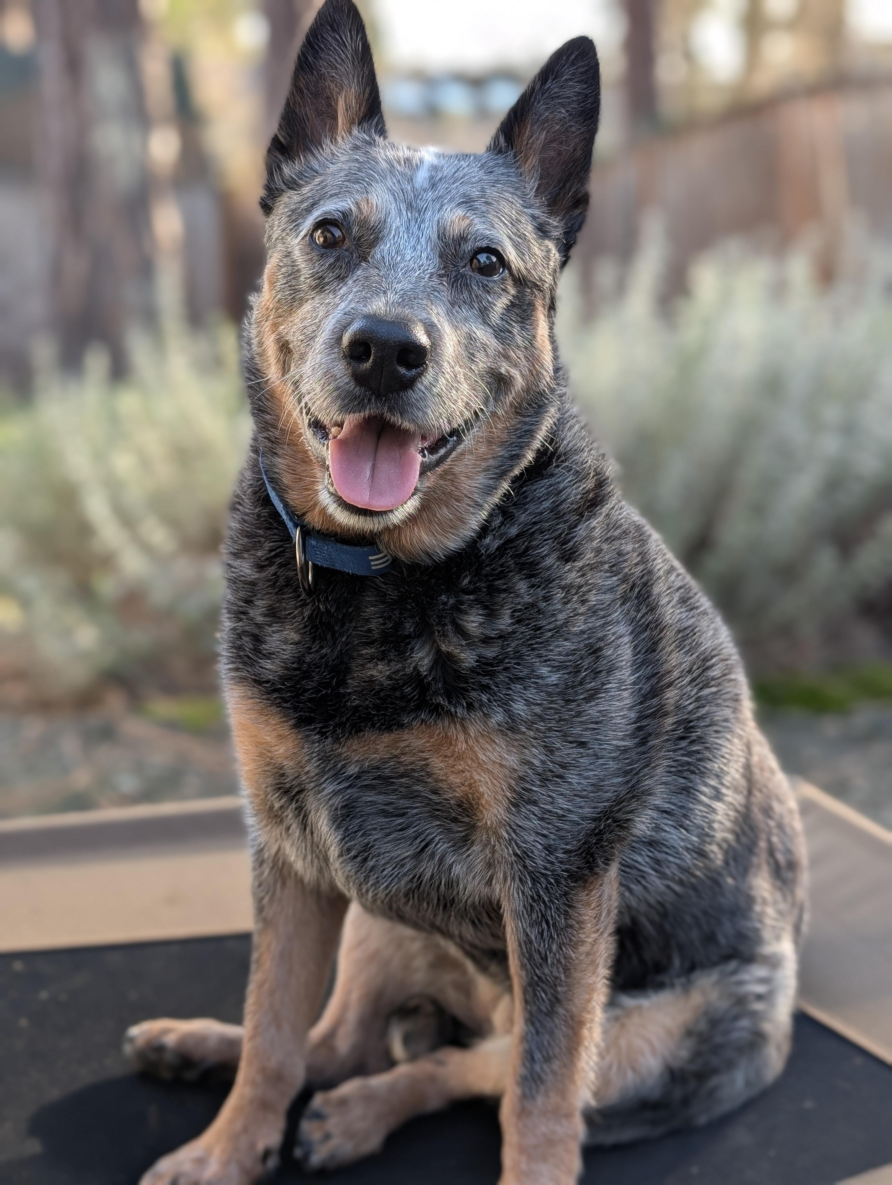 Chloe (Halsey / Peoria, OR), an adoptable Australian Cattle Dog / Blue Heeler, Cattle Dog in Corvallis, OR, 97333 | Photo Image 3