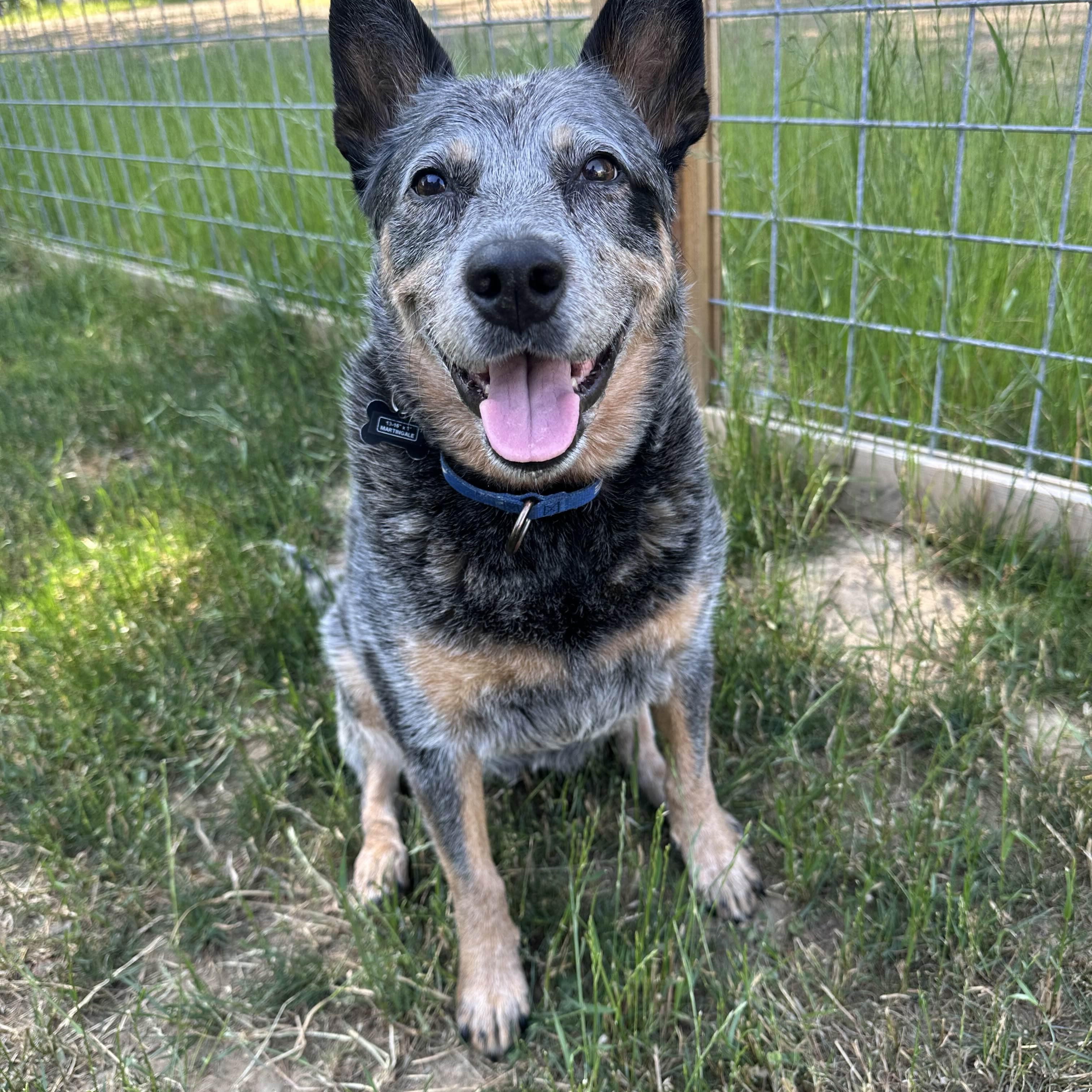 Chloe (Halsey / Peoria, OR), an adoptable Australian Cattle Dog / Blue Heeler, Cattle Dog in Corvallis, OR, 97333 | Photo Image 1