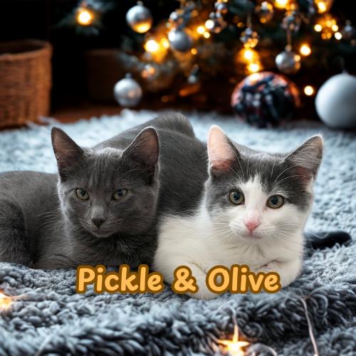 Olive & Pickle-A Sweet Bonded Sister Duo, a Adoptable Domestic Short Hair in Laurel, MD image 1/3