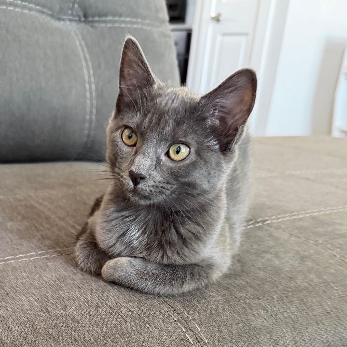 Olive & Pickle-A Sweet Bonded Sister Duo, a Adoptable Domestic Short Hair in Laurel, MD image 2/3