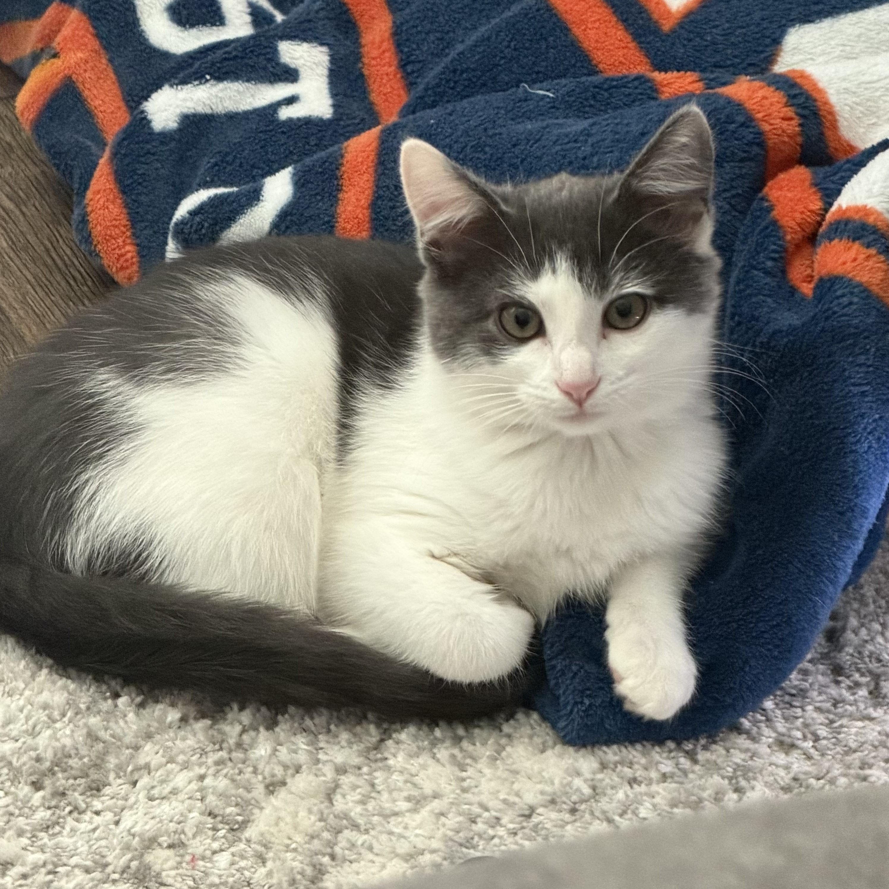 Olive & Pickle-A Sweet Bonded Sister Duo, a Adoptable Domestic Short Hair in Laurel, MD image 3/3