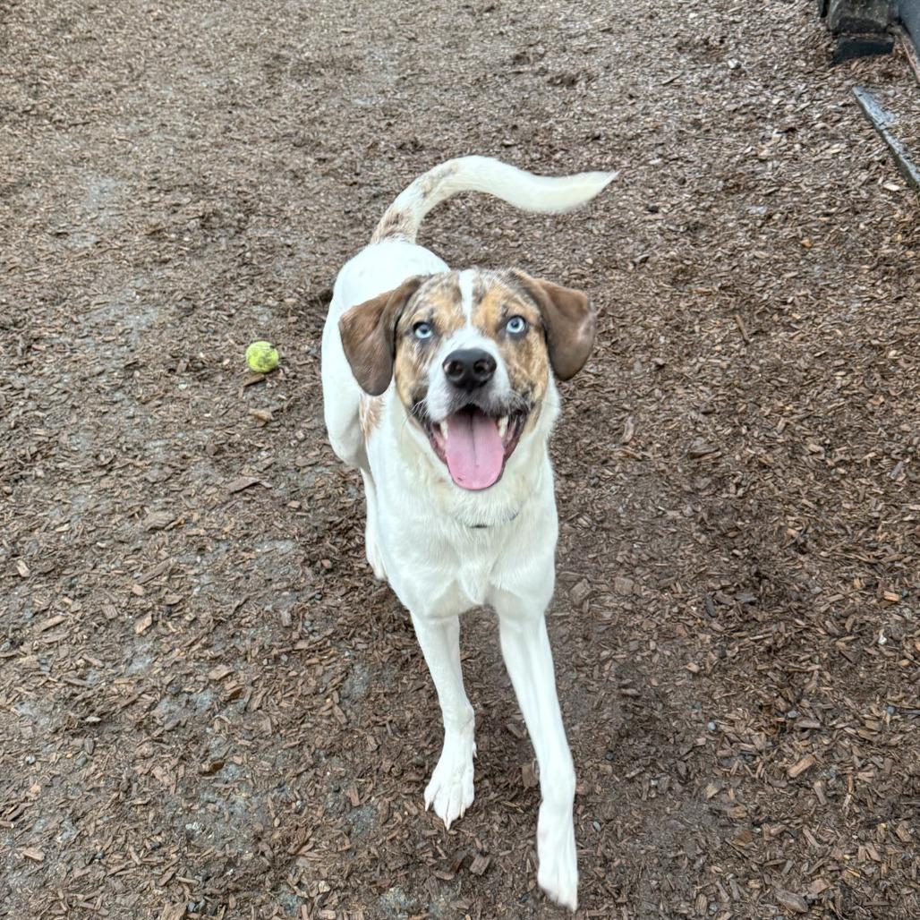 Cedar, Adoptable, Young Male Catahoula Leopard Dog.