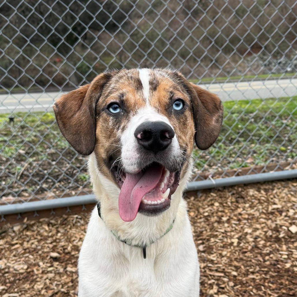 Enlarge Cedar, a Adoptable Catahoula Leopard Dog in Tacoma, WA image 2/4