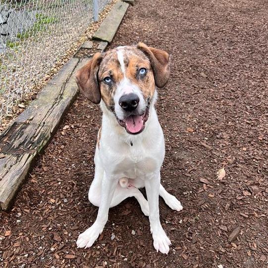 Enlarge Cedar, a Adoptable Catahoula Leopard Dog in Tacoma, WA image 3/4