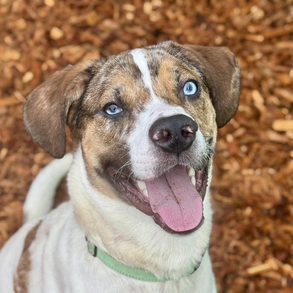 Enlarge Cedar, a Adoptable Catahoula Leopard Dog in Tacoma, WA image 4/4