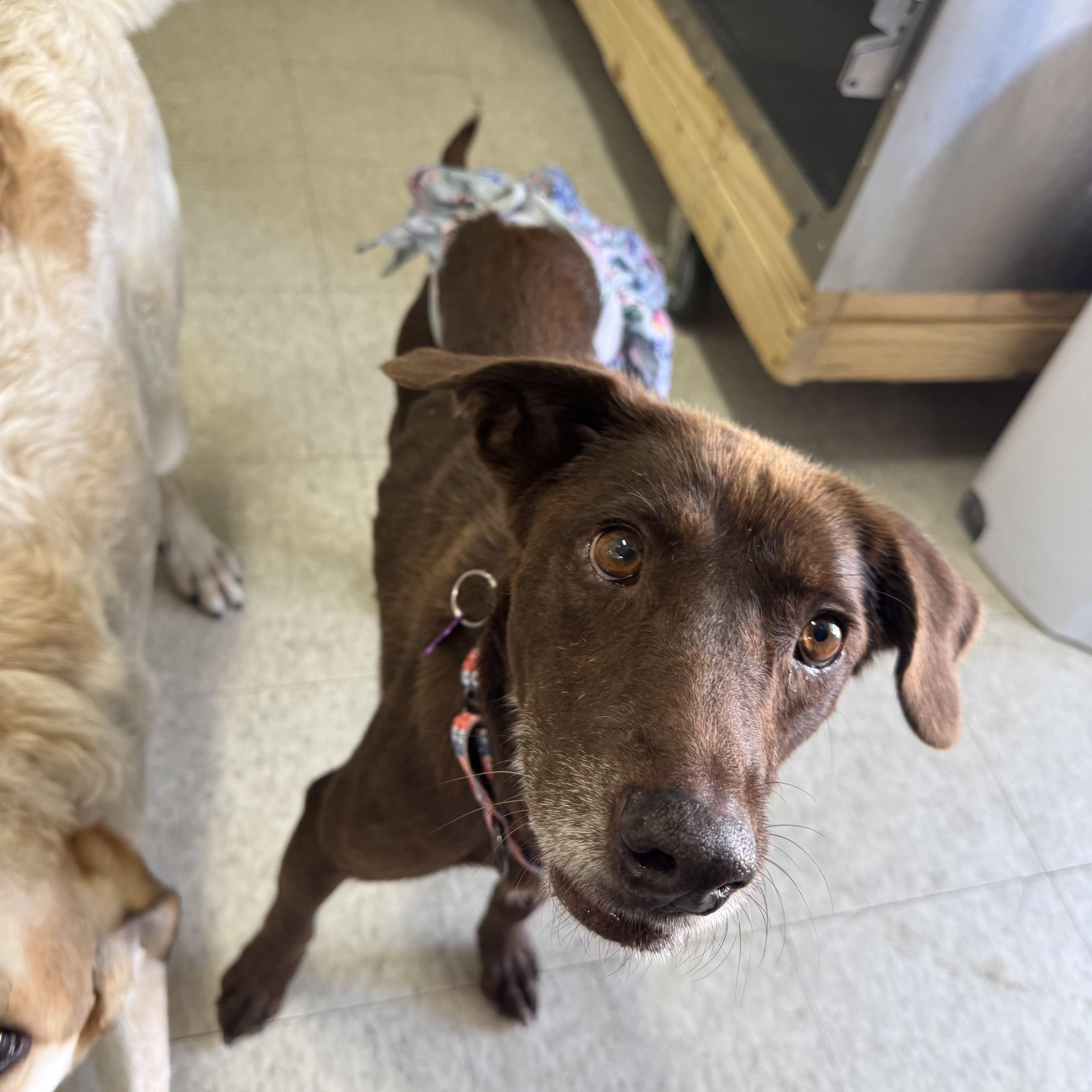 Lady, Adoptable, Adult Female Labrador Retriever.