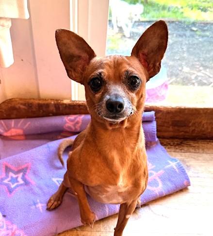 Enlarge Carrot, a ADOPTABLE mixed breed in Santa Rosa, CA image 2/6