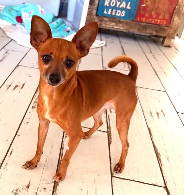 Carrot, ADOPTABLE, Adult Male Chihuahua.