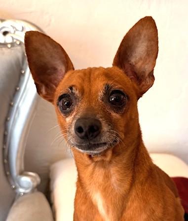 Enlarge Carrot, a ADOPTABLE mixed breed in Santa Rosa, CA image 3/6