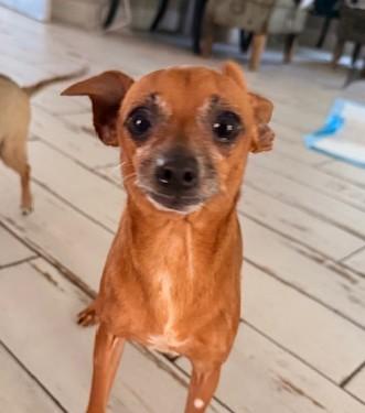 Enlarge Carrot, a ADOPTABLE mixed breed in Santa Rosa, CA image 5/6