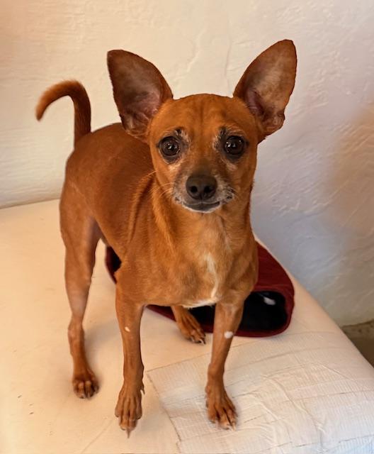 Enlarge Carrot, a ADOPTABLE mixed breed in Santa Rosa, CA image 6/6