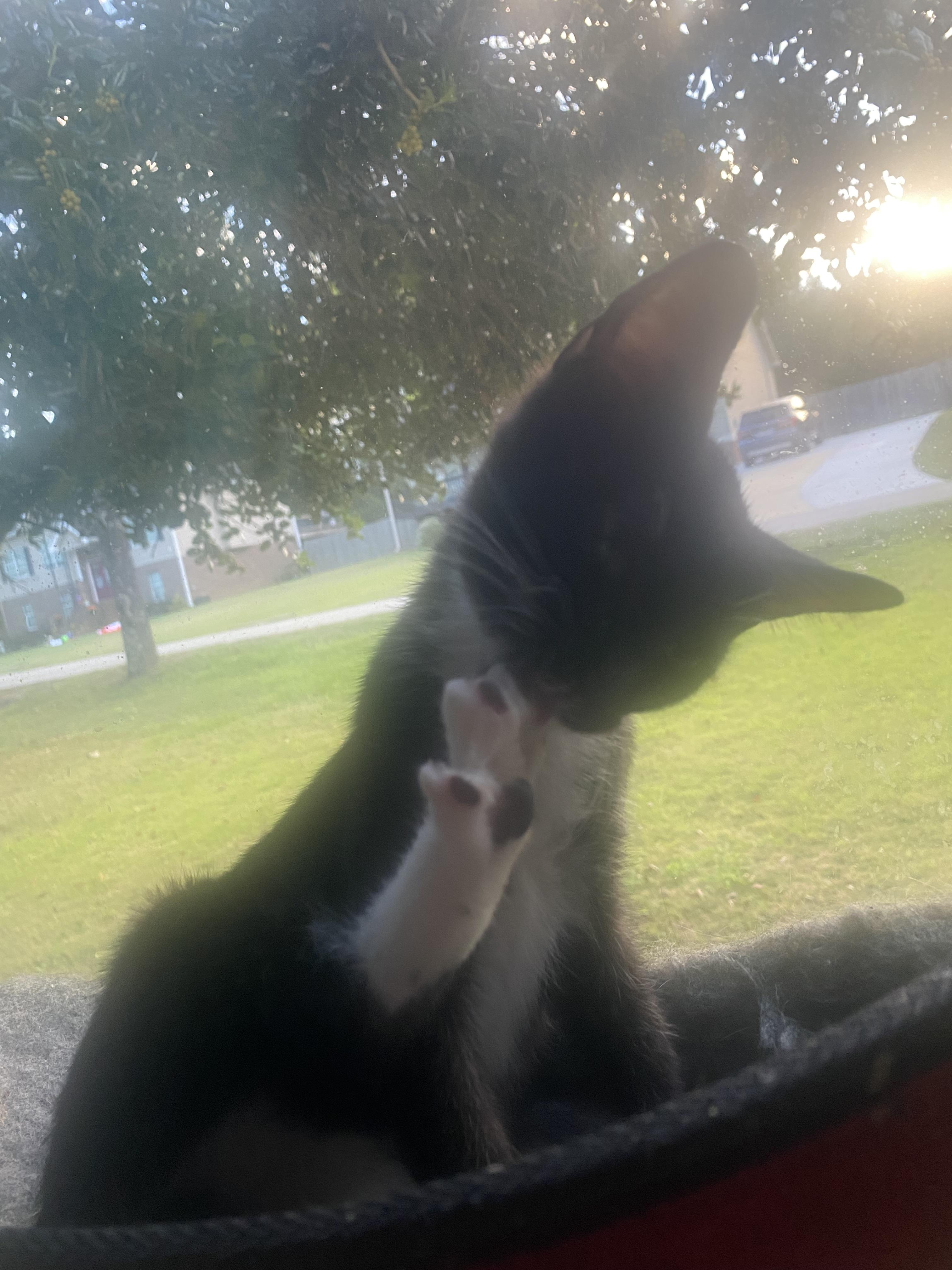 Enlarge Panda, a Adoptable mixed breed in Randolph, AL image 2/6