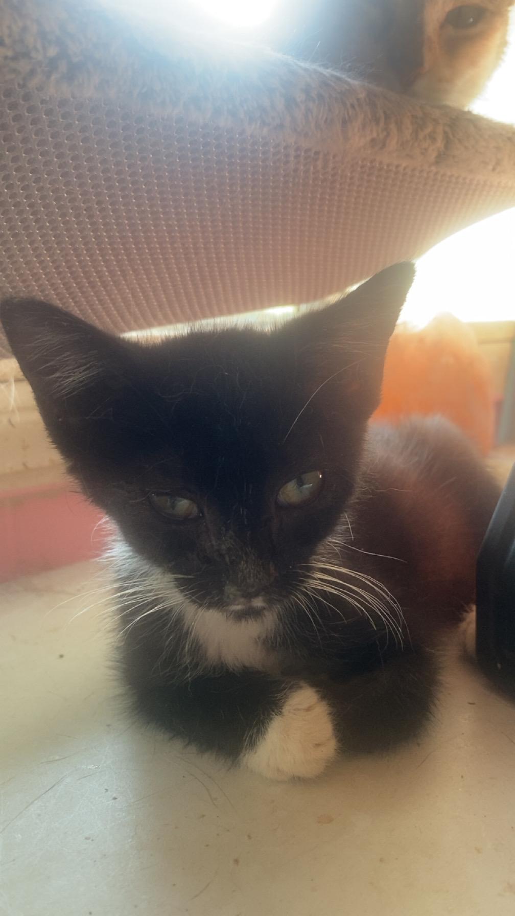 Enlarge Panda, a Adoptable mixed breed in Randolph, AL image 3/6