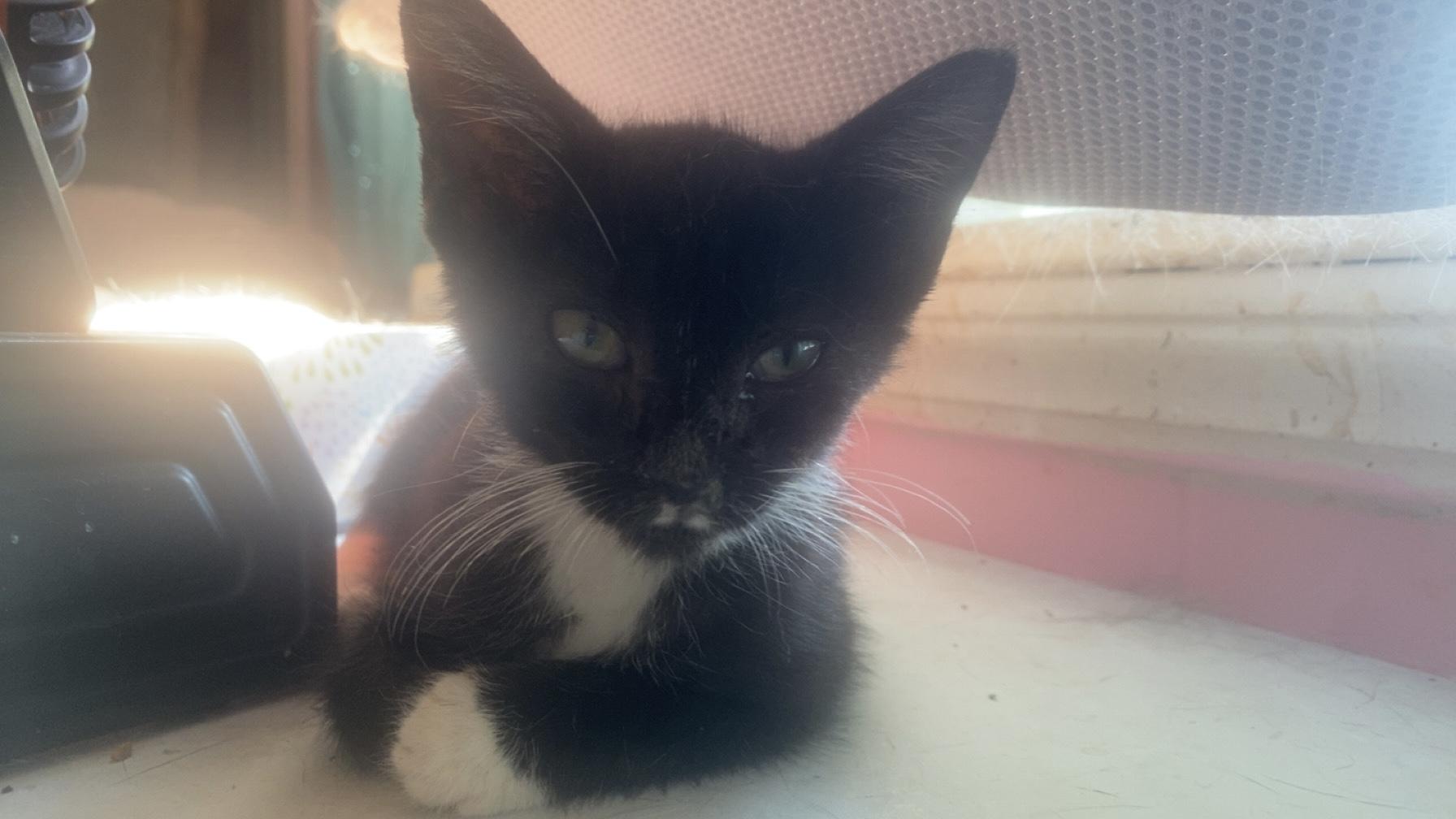 Enlarge Panda, a Adoptable mixed breed in Randolph, AL image 5/6