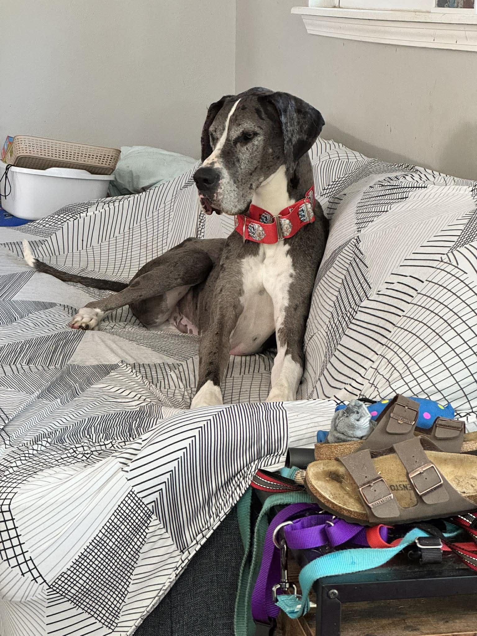 Enlarge Thor, an adopted Great Dane in Pensacola, FL image 1/1