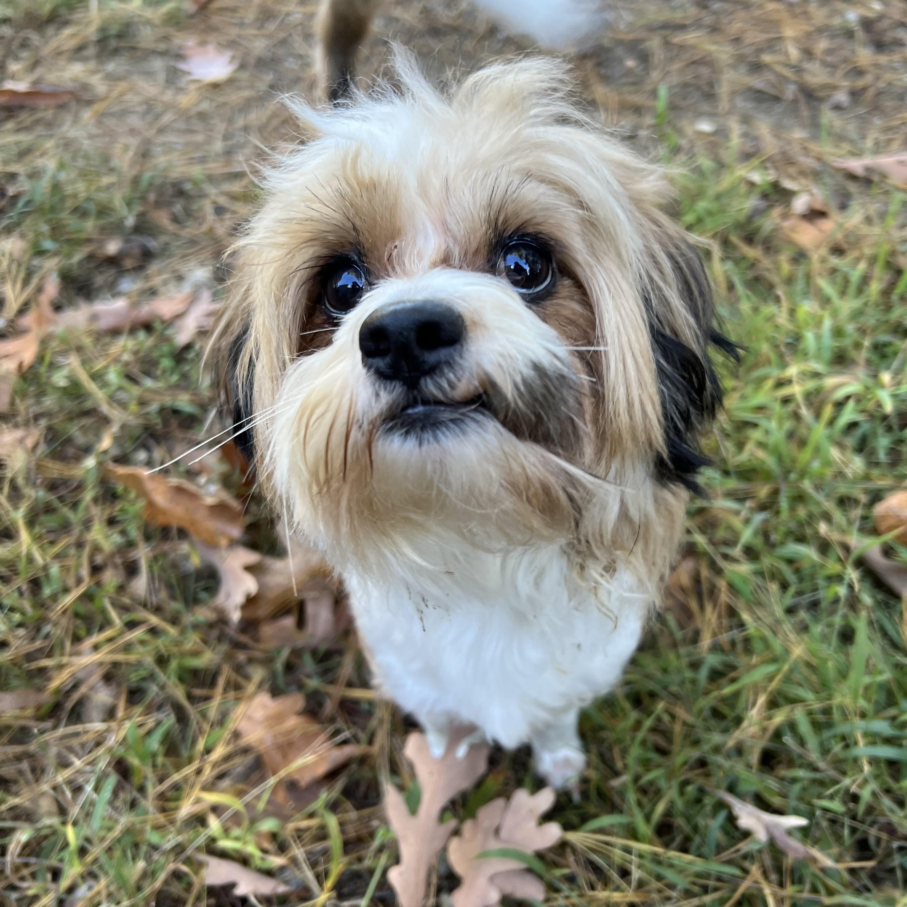 Enlarge Leo in NH. Come Meet our Adoptable Dogs Wednesday-Saturday. More info in Bio, a Adoptable mixed breed in Manchester, NH image 1/2