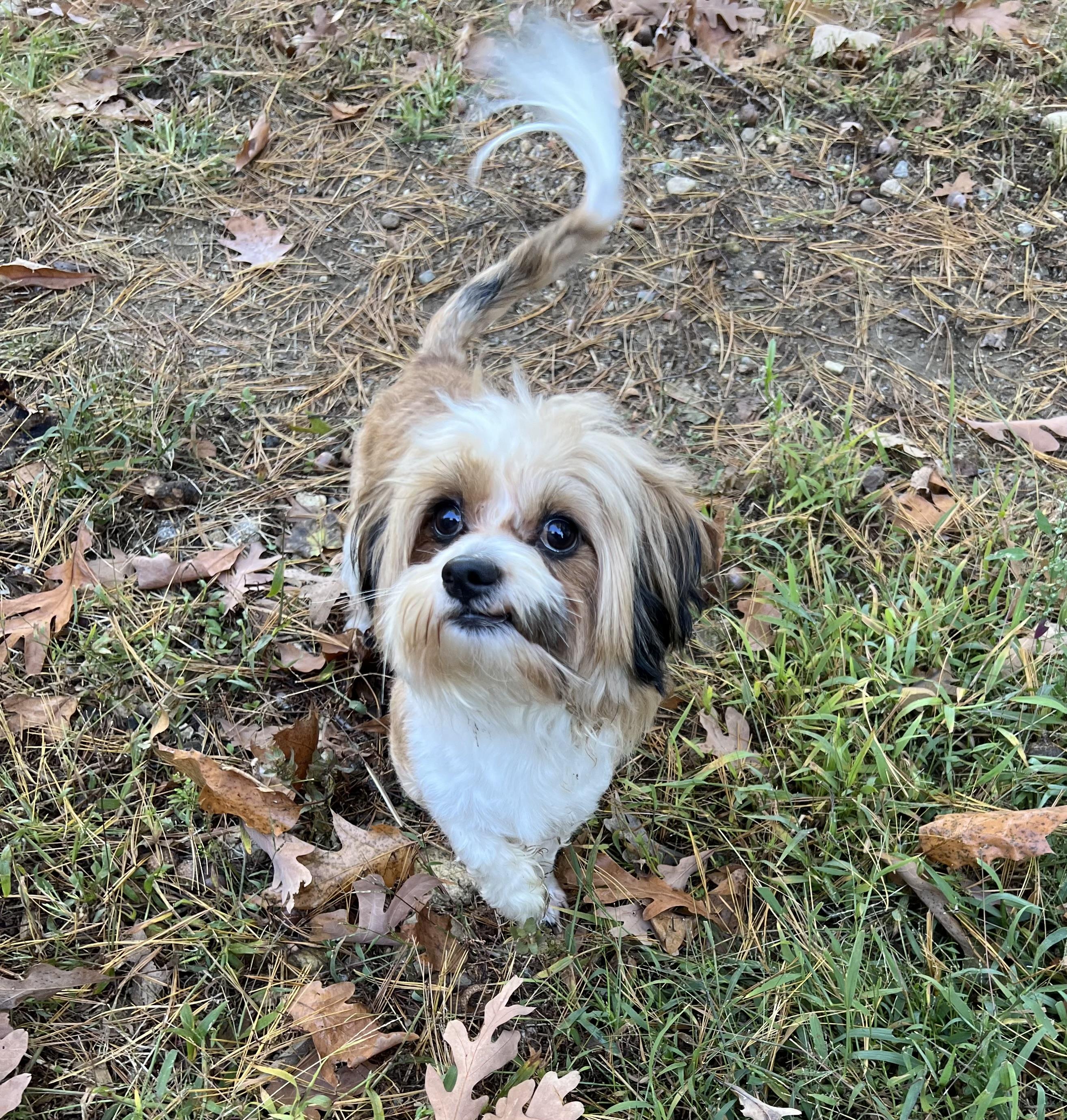 Enlarge Leo in NH. Come Meet our Adoptable Dogs Wednesday-Saturday. More info in Bio, a Adoptable mixed breed in Manchester, NH image 2/2