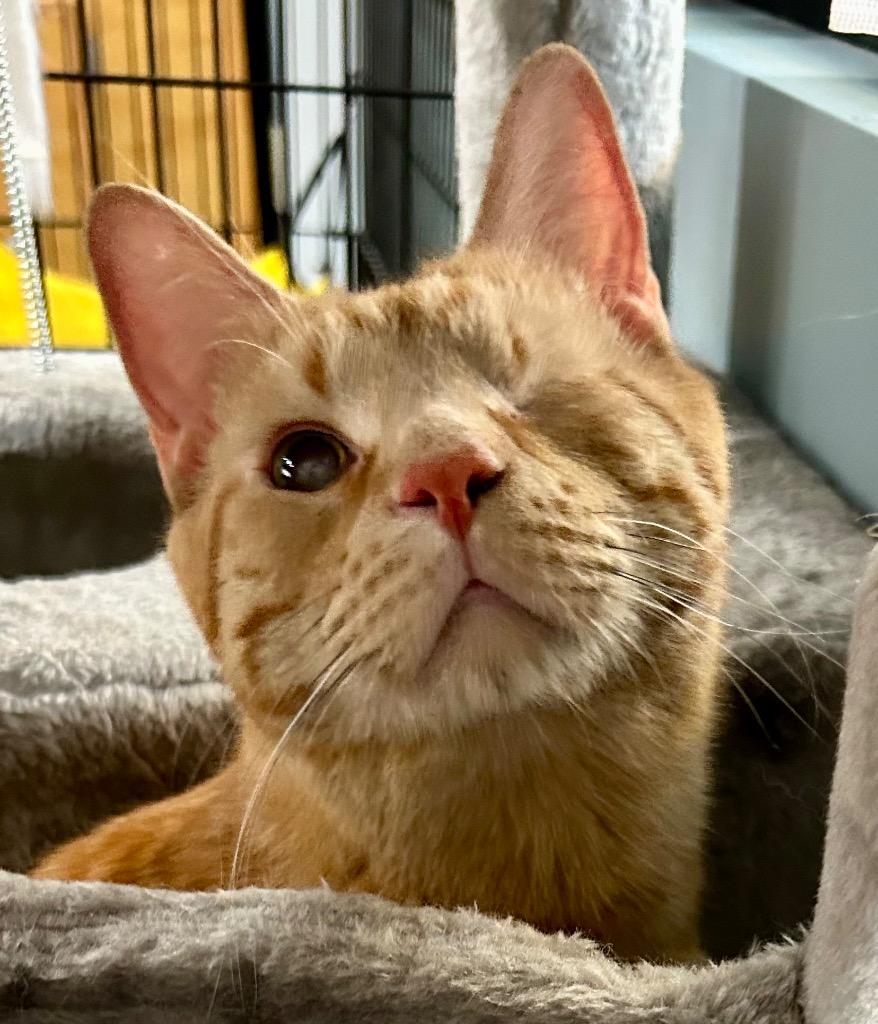 Julius, Adoptable, Senior Male Domestic Short Hair.