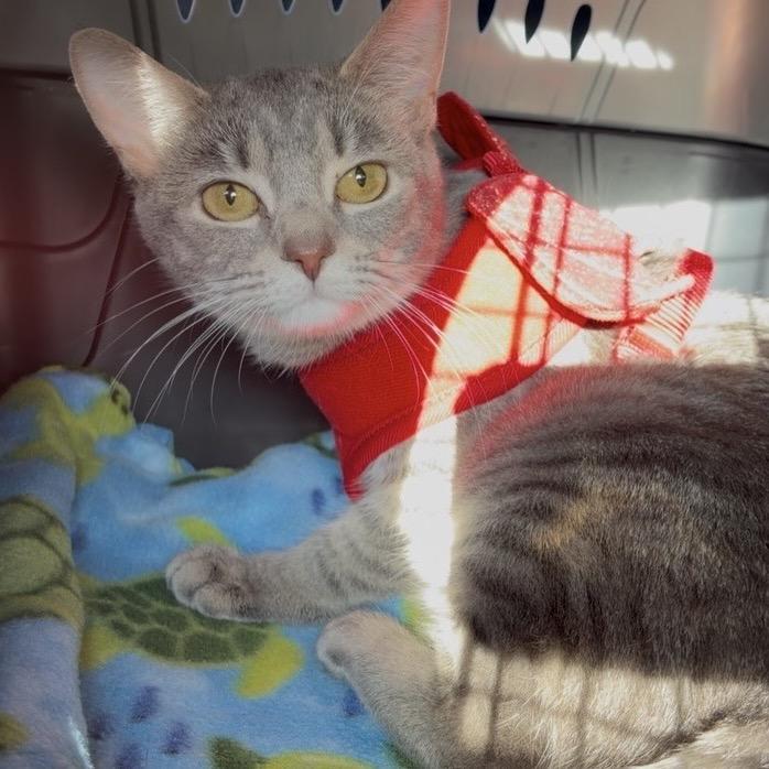 Ice Cream, Adoptable, Young Female Domestic Short Hair.