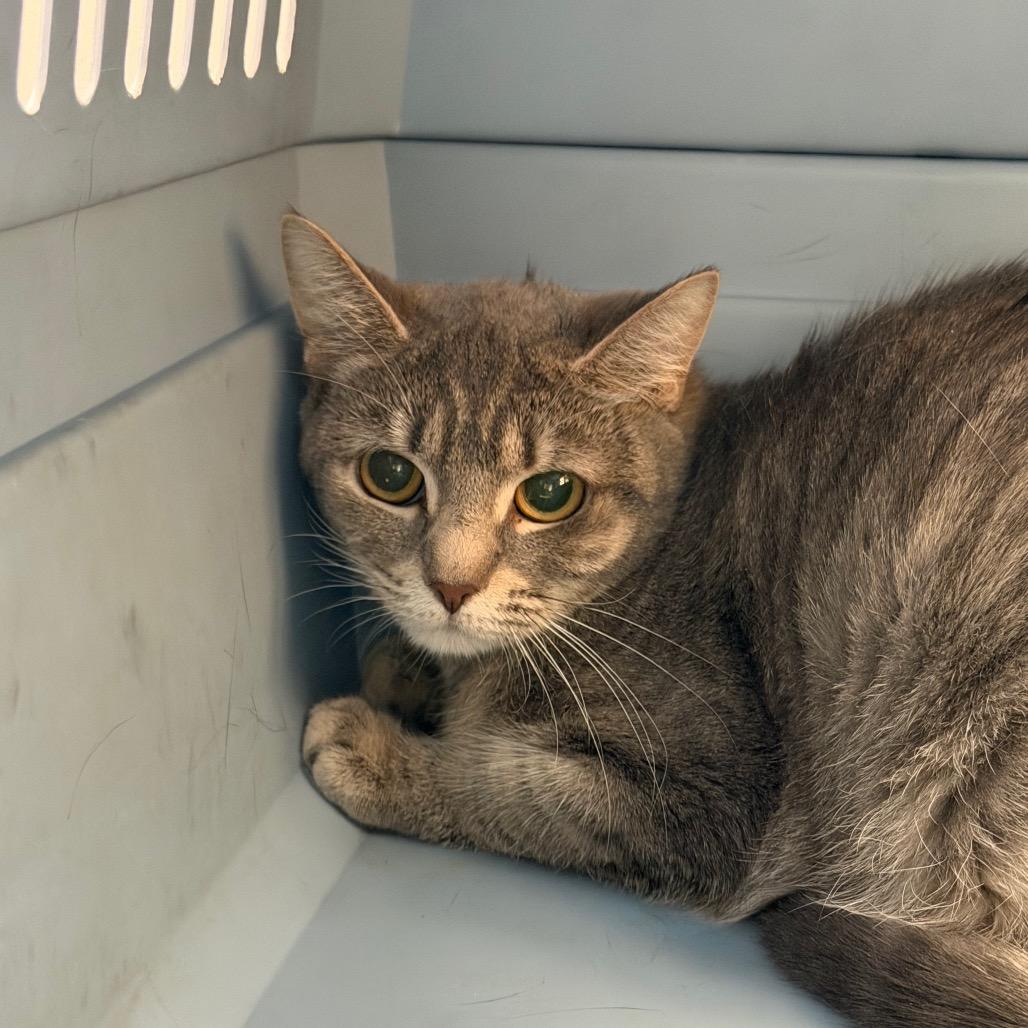 Enlarge Ice Cream, a Adoptable Domestic Short Hair in Watertown, NY image 2/4