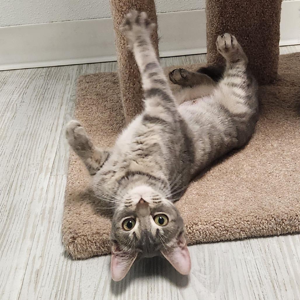 Enlarge Ice Cream, a Adoptable Domestic Short Hair in Watertown, NY image 3/4