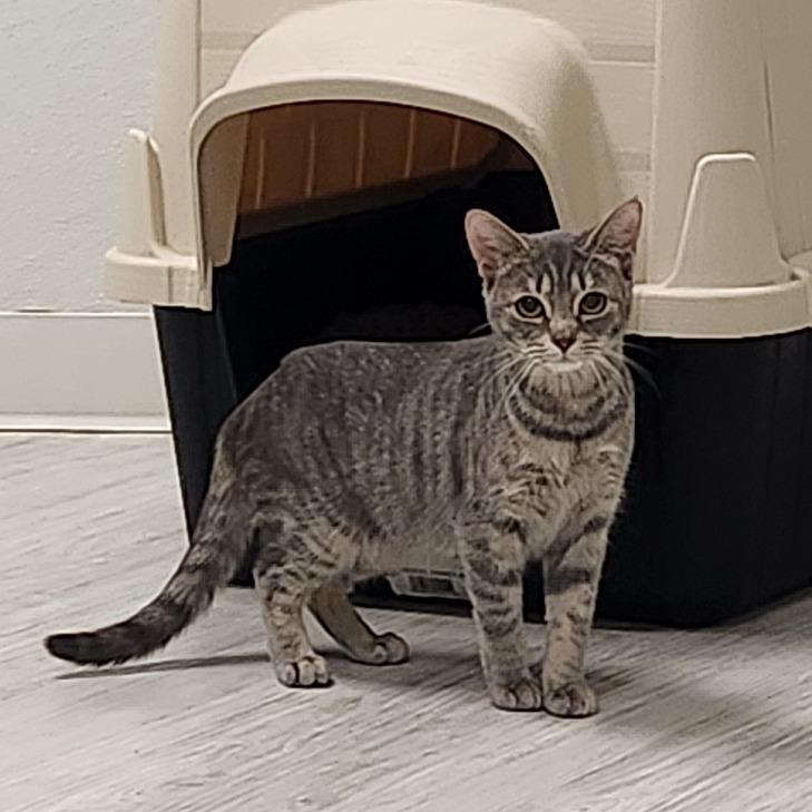Enlarge Ice Cream, a Adoptable Domestic Short Hair in Watertown, NY image 4/4