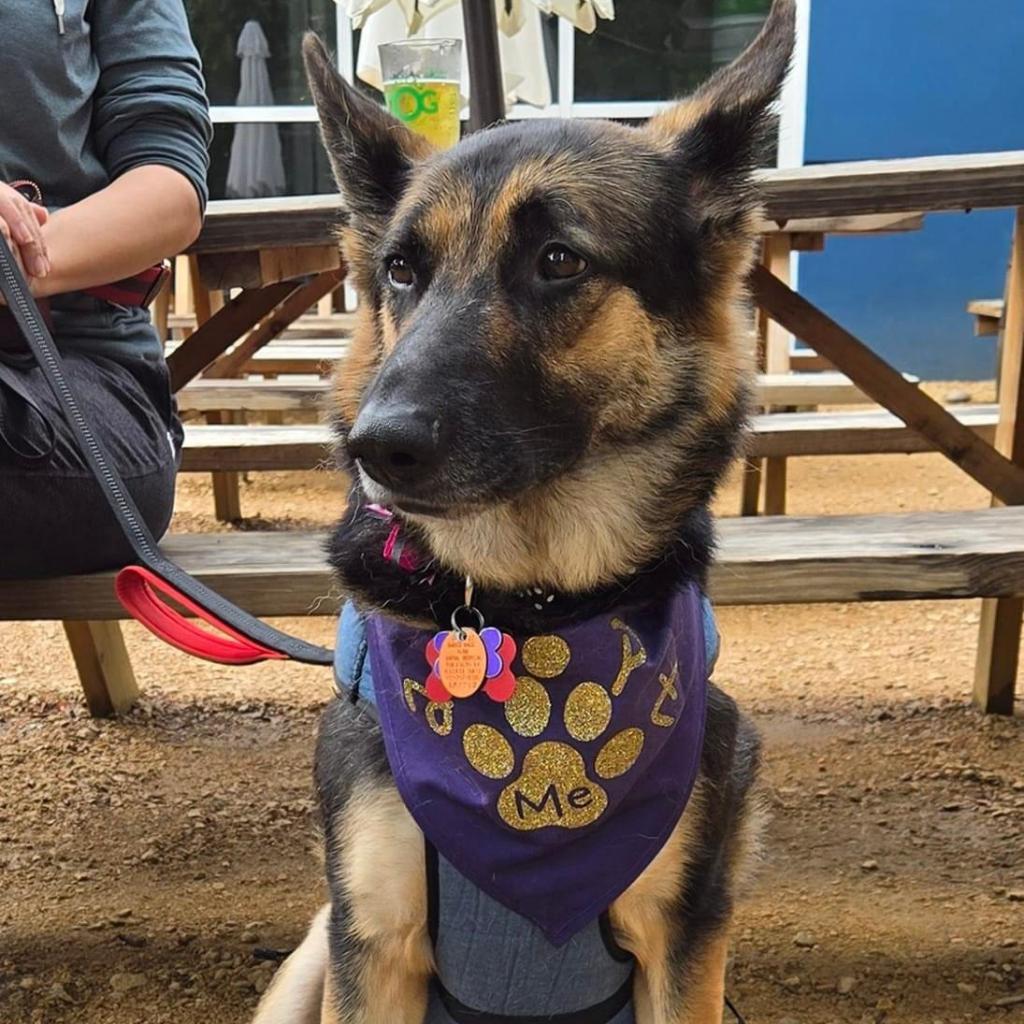 Angelica, Adoptable, Senior Female German Shepherd Dog.