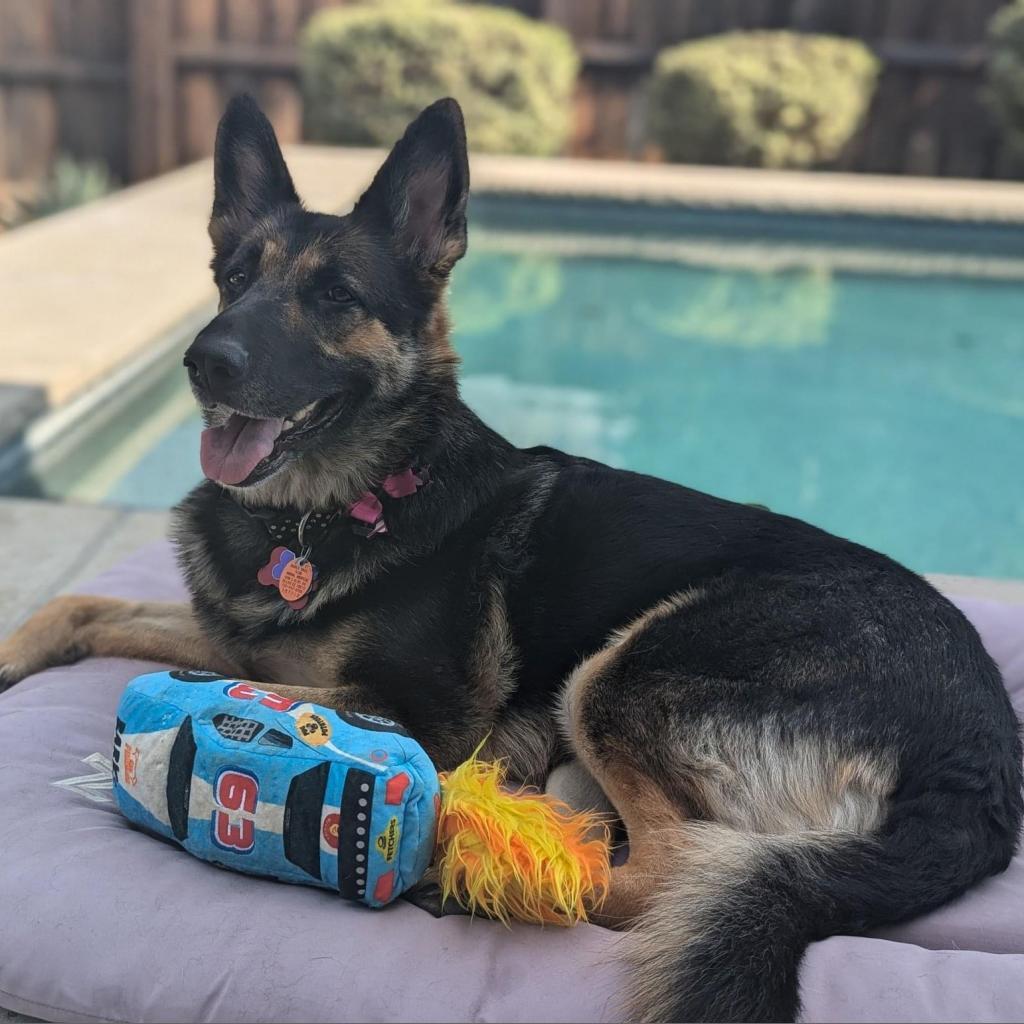 Enlarge Angelica, a Adoptable German Shepherd Dog in Allen, TX image 2/6