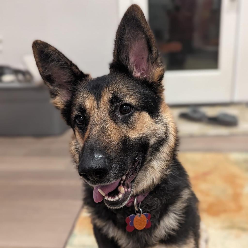 Angelica — thumbnail 3