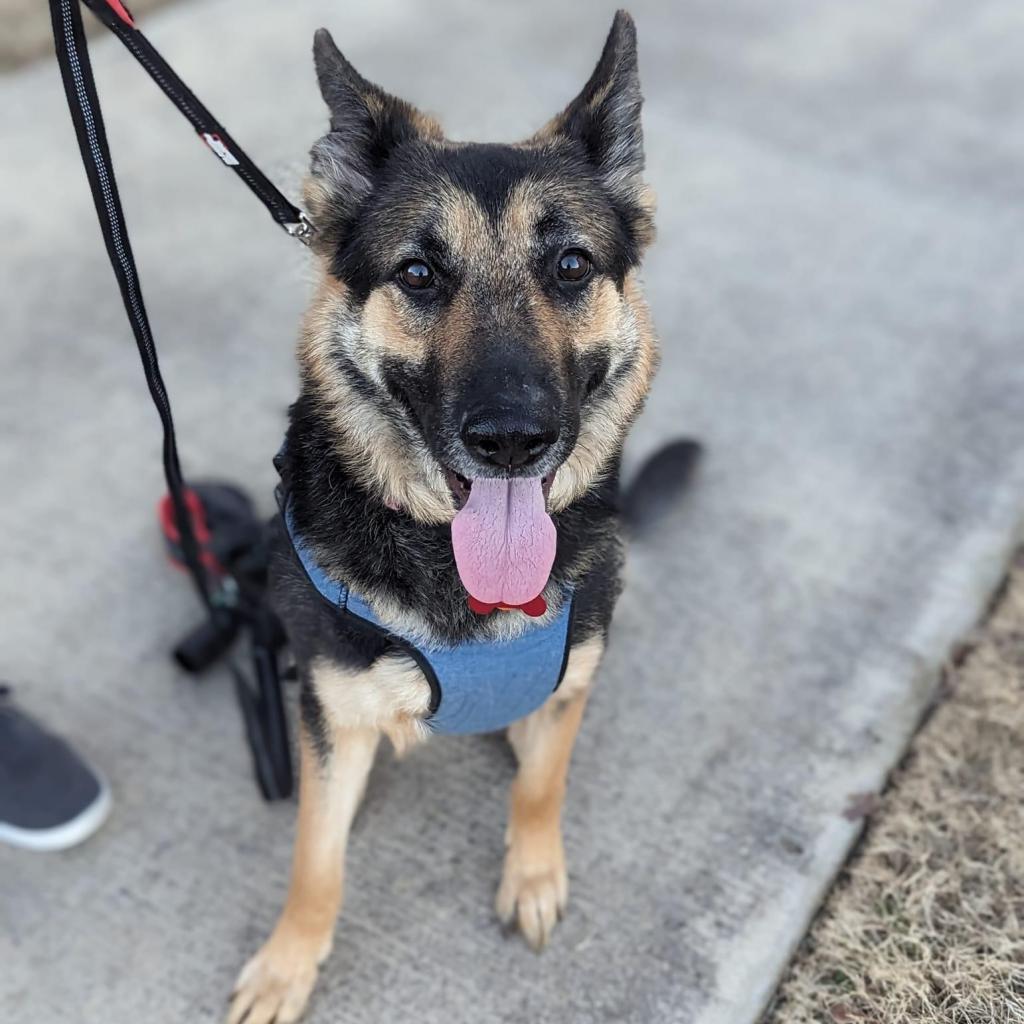 Enlarge Angelica, a Adoptable German Shepherd Dog in Allen, TX image 4/6