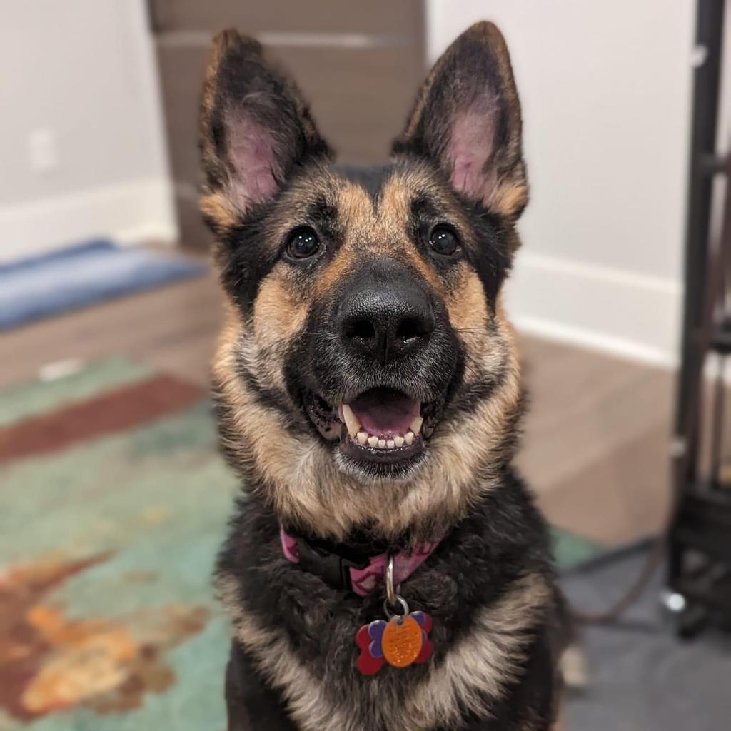 Enlarge Angelica, a Adoptable German Shepherd Dog in Allen, TX image 5/6