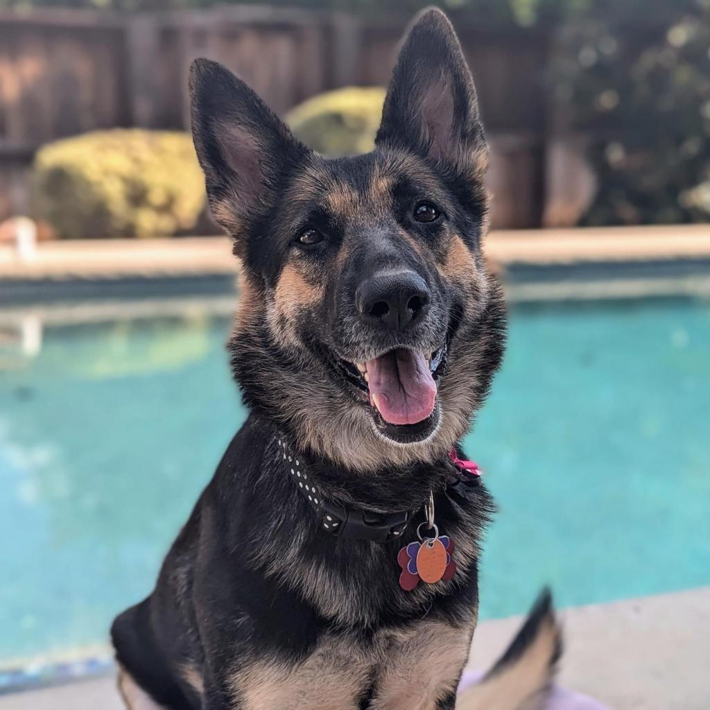 Enlarge Angelica, a Adoptable German Shepherd Dog in Allen, TX image 6/6