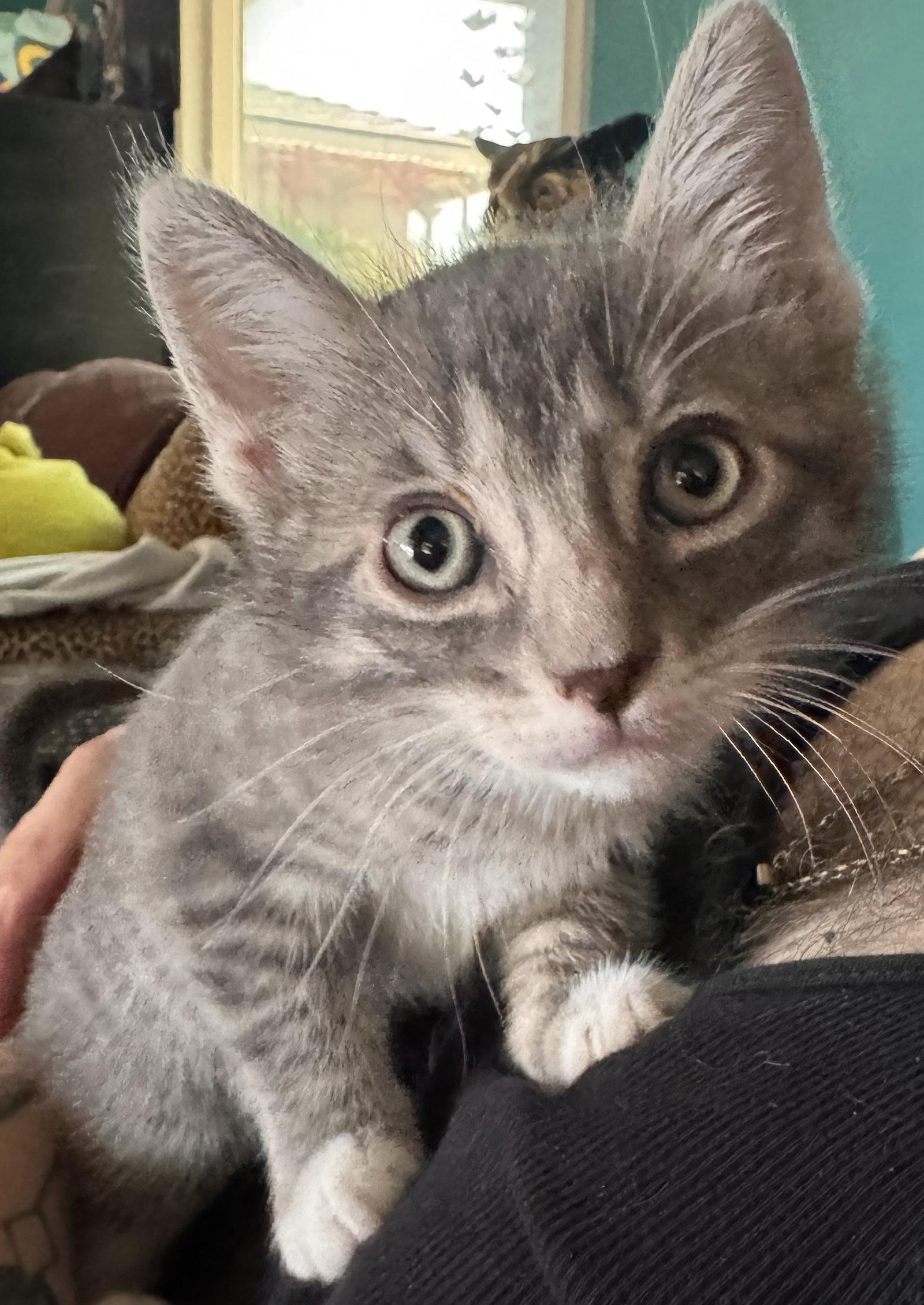 Sarah ( AV), a Adopted Tabby in Vallejo, CA image 3/3