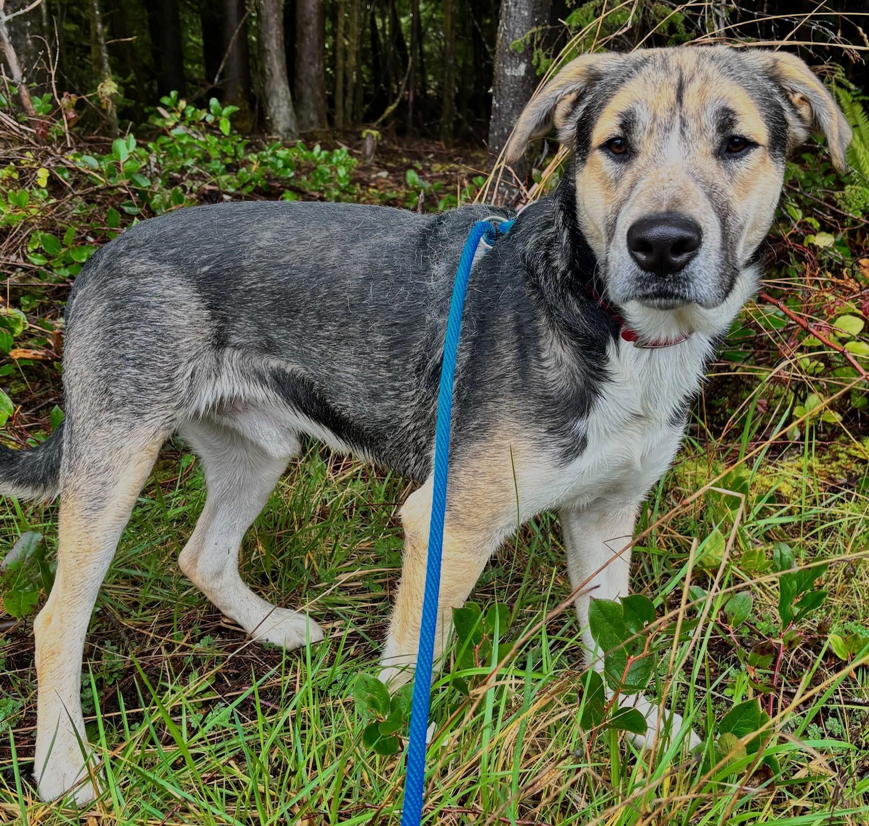Pinky, adopted, Adult Male Labrador Retriever & Husky.