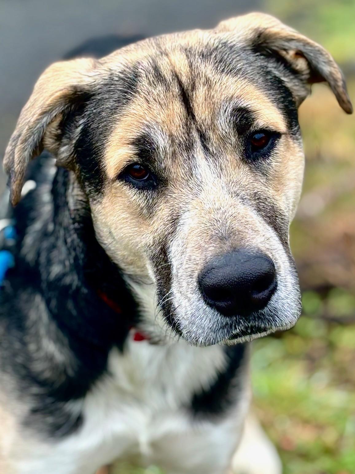 Enlarge Pinky, an adopted mixed breed in Waldport, OR image 2/2