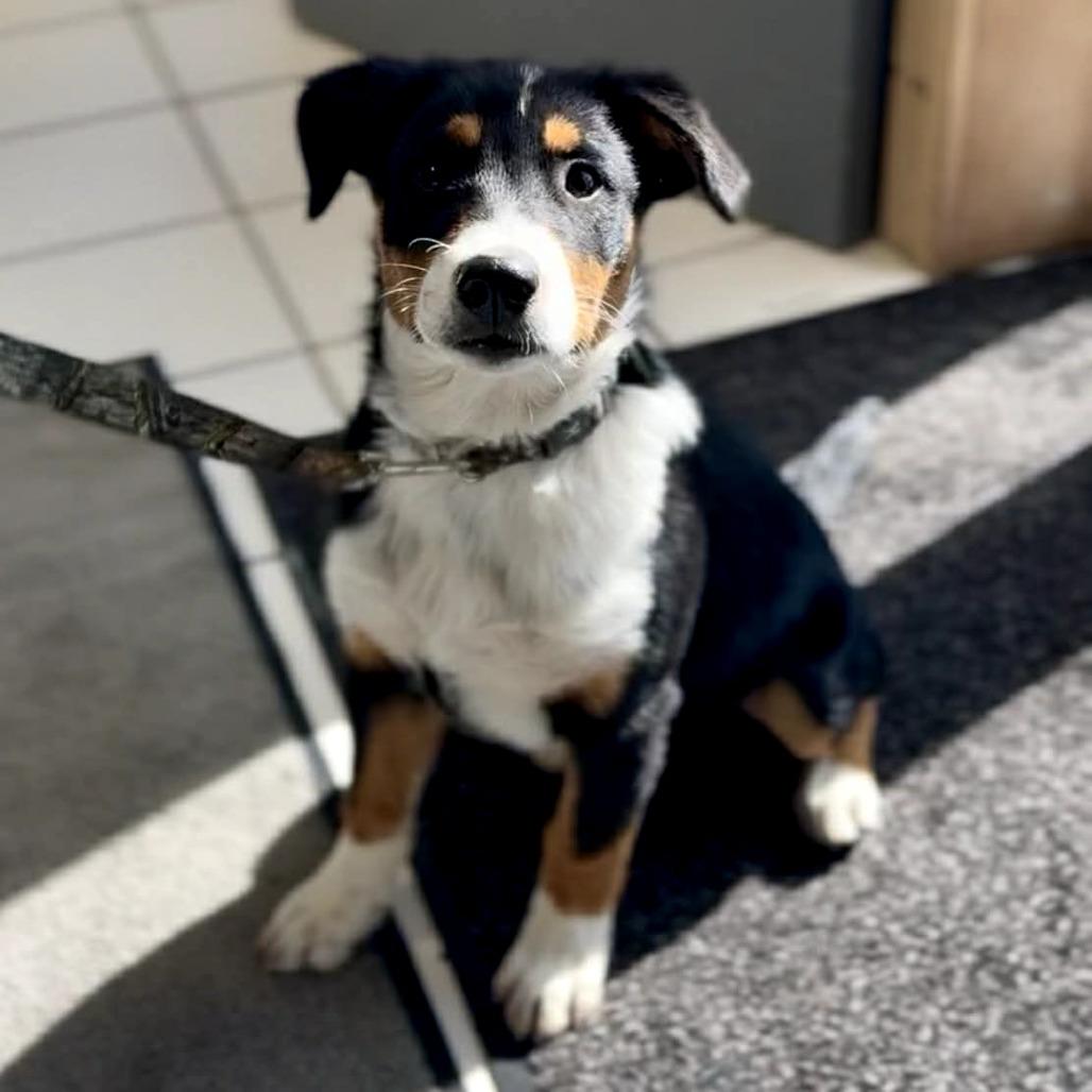 Enlarge Badger, a Adoptable mixed breed in Southington, OH image 1/1