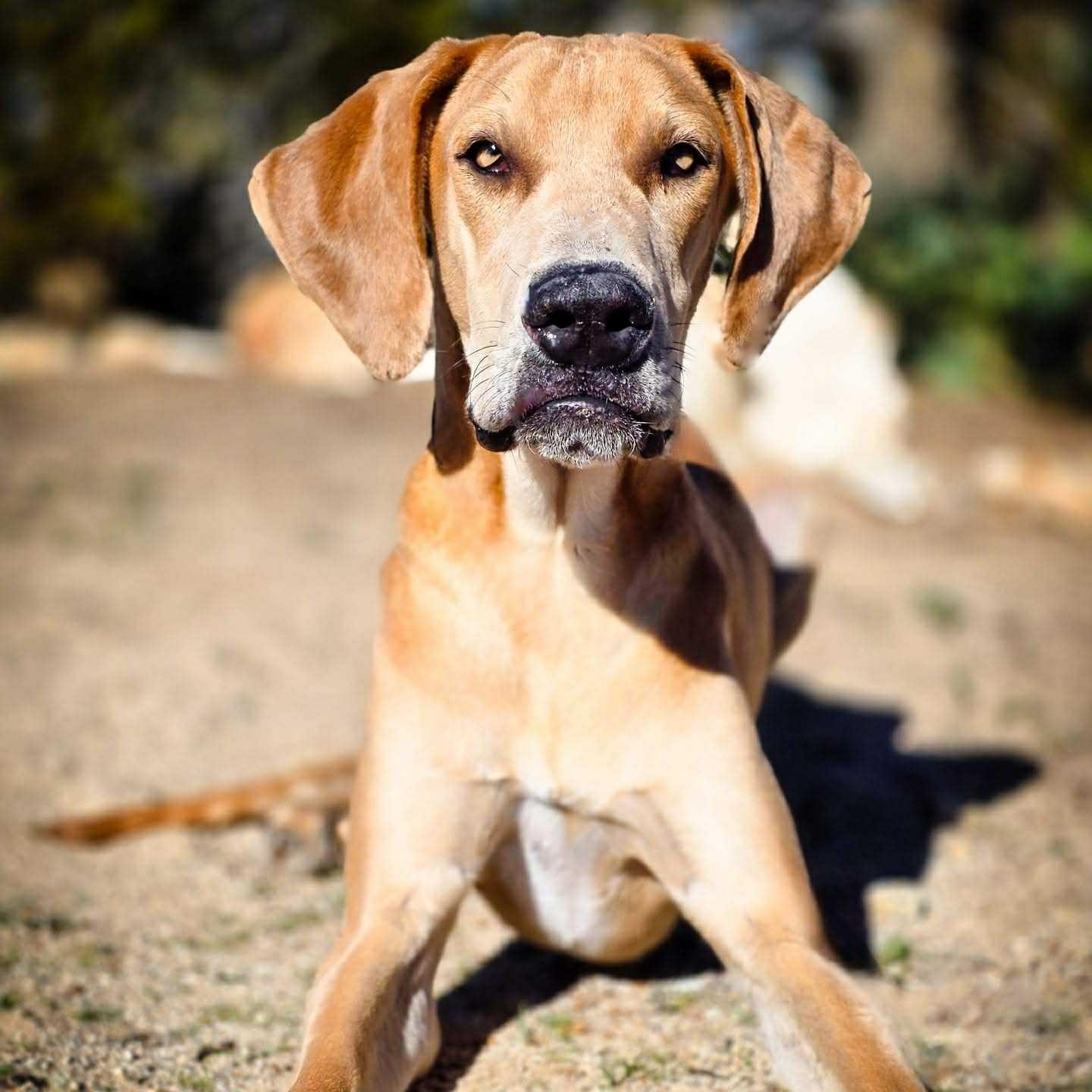 Enlarge Angel, a Adoptable Great Dane in Tehachapi, CA image 2/3