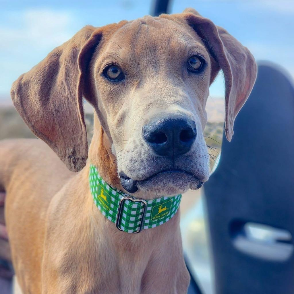 Angel, Adoptable, Puppy Male Great Dane.