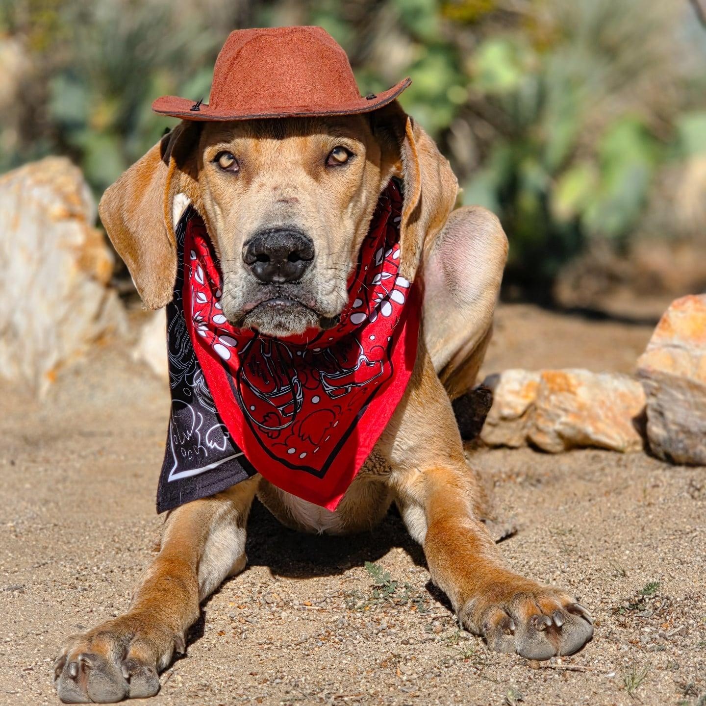 Enlarge Angel, a Adoptable Great Dane in Tehachapi, CA image 3/3