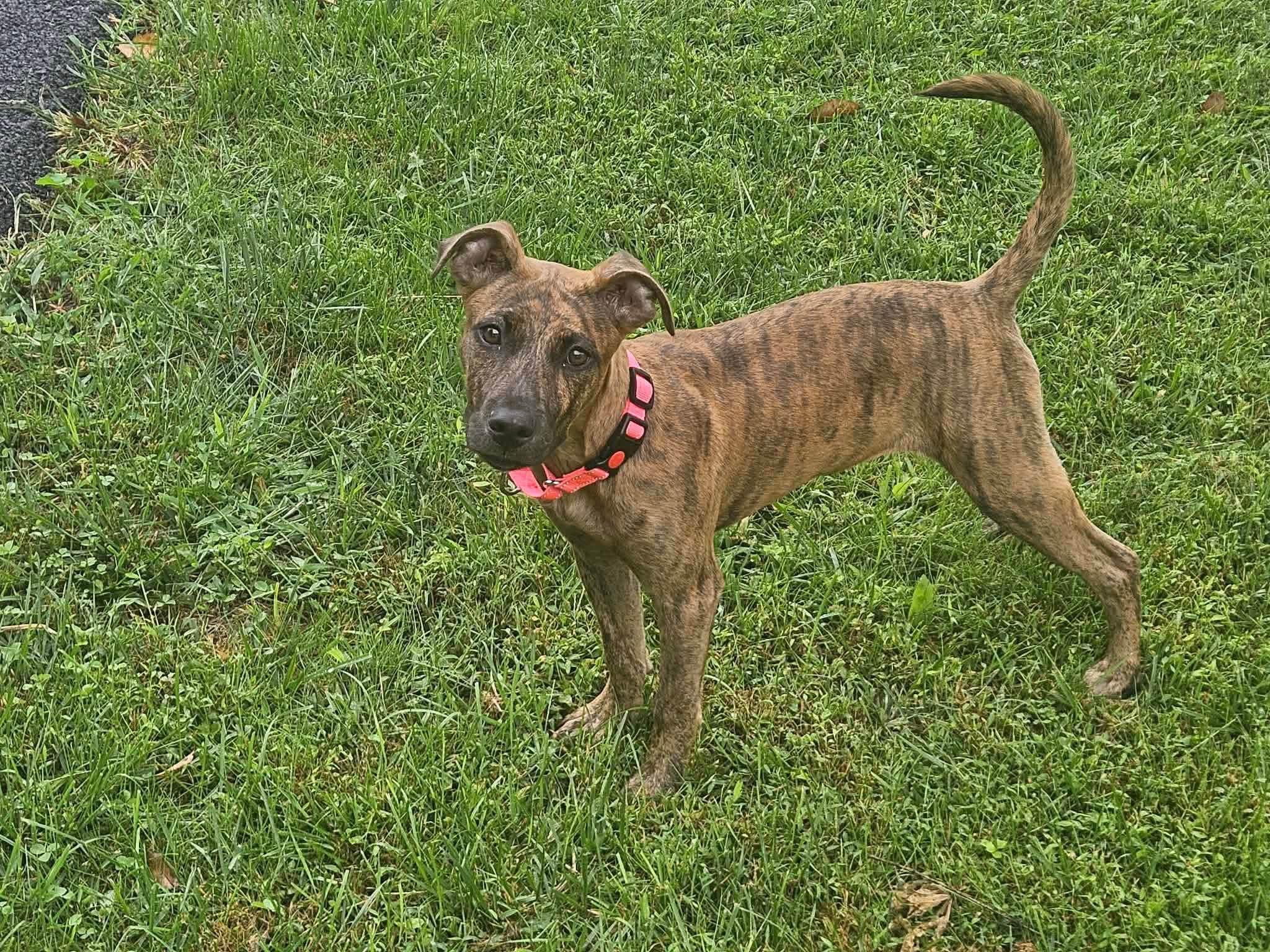 Enlarge Lizzy, a Adopted Mixed Breed in Highland, NY image 3/4