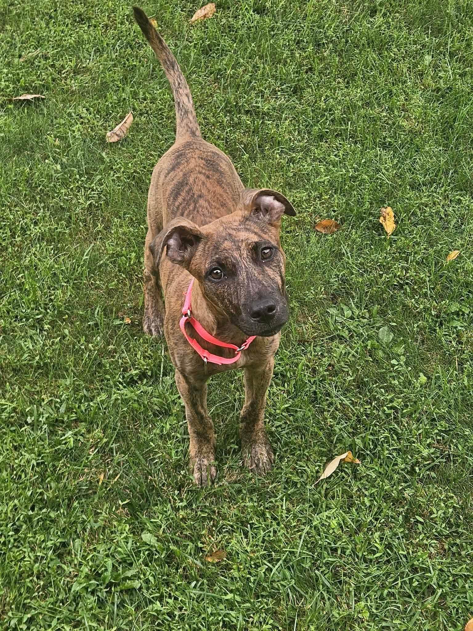 Enlarge Lizzy, a Adopted Mixed Breed in Highland, NY image 2/4