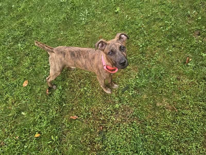 Enlarge Lizzy, a Adopted Mixed Breed in Highland, NY image 4/4