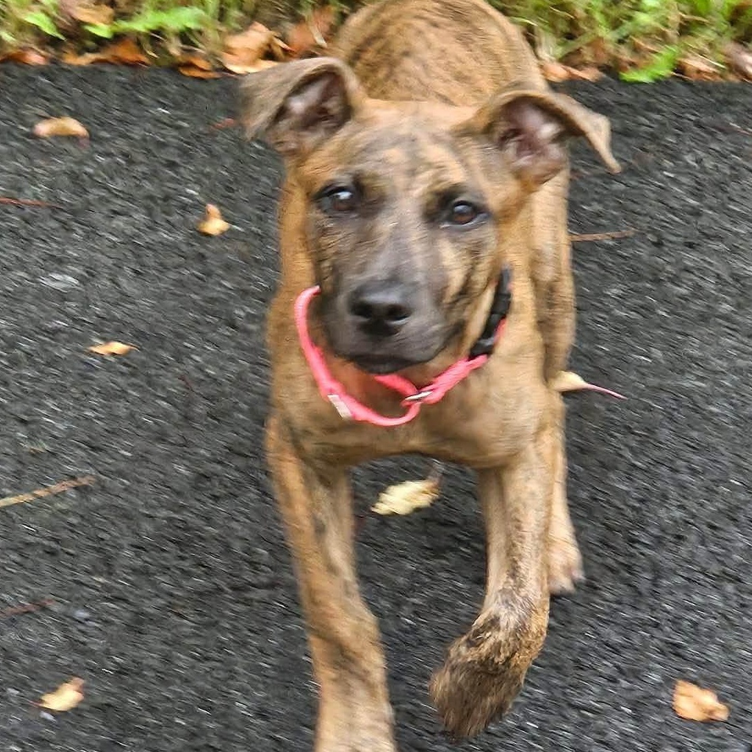 Lizzy, Adopted, Puppy Female Mixed Breed.