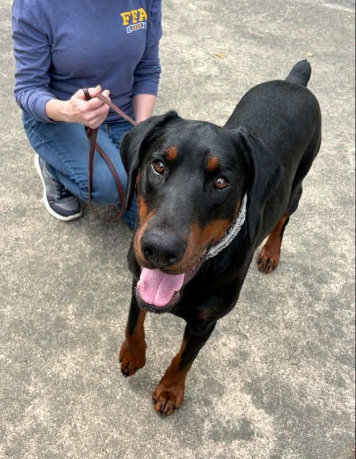 Spot, a ADOPTABLE Doberman Pinscher in Benbrook, TX image 2/2