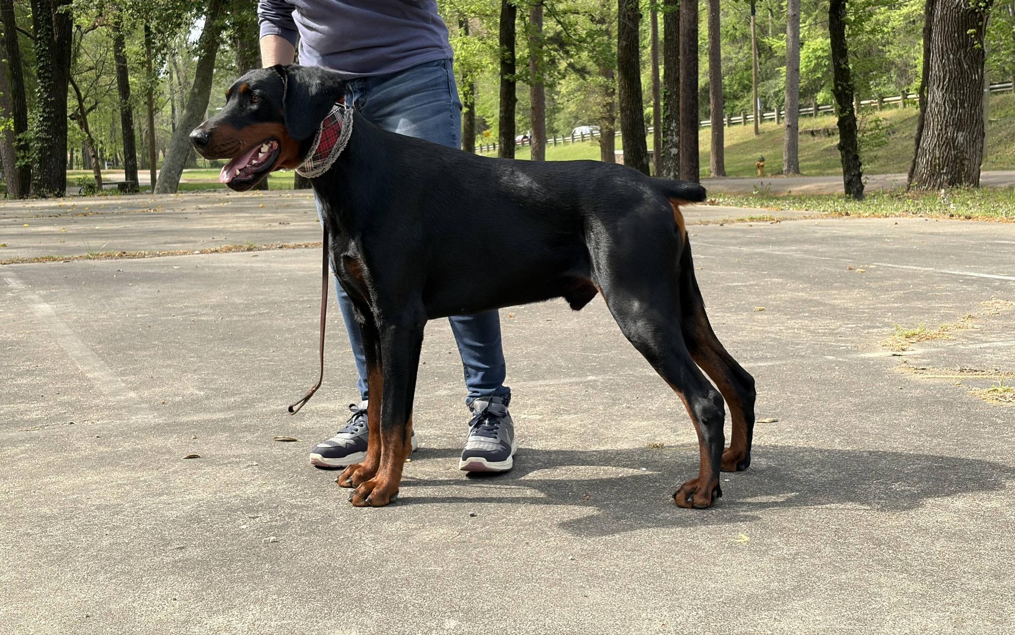 Spot, a ADOPTABLE Doberman Pinscher in Benbrook, TX image 1/2