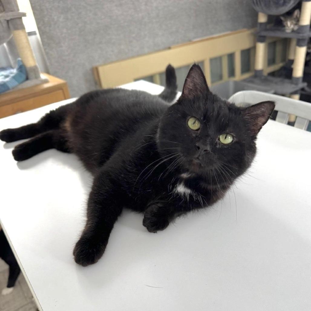 Kit Kat, Adoptable, Senior Male Domestic Short Hair.