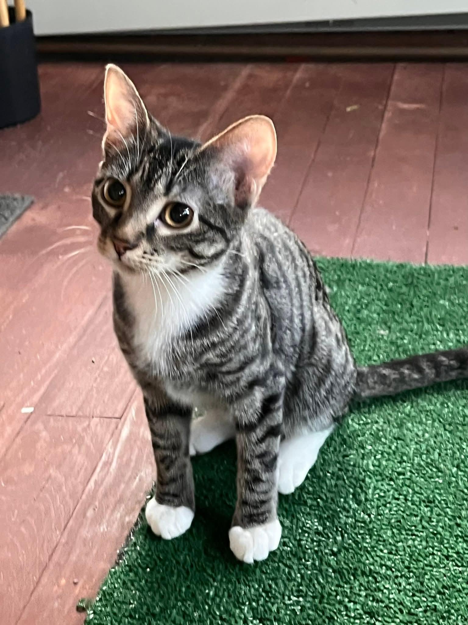 Rena, Adoptable, Kitten Female Domestic Short Hair.