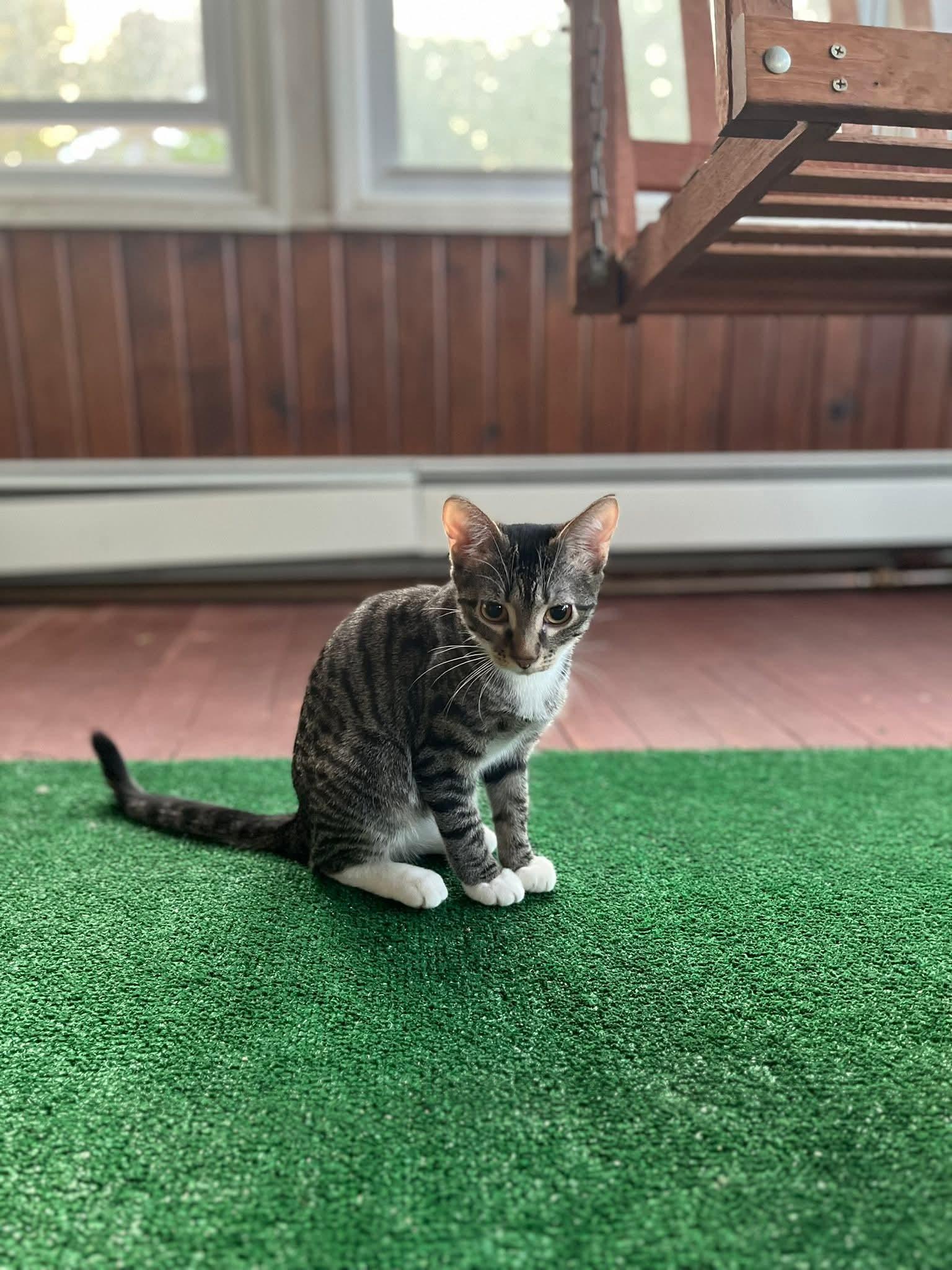 Enlarge Rena, a Adoptable Domestic Short Hair in hinckley, IL image 2/3