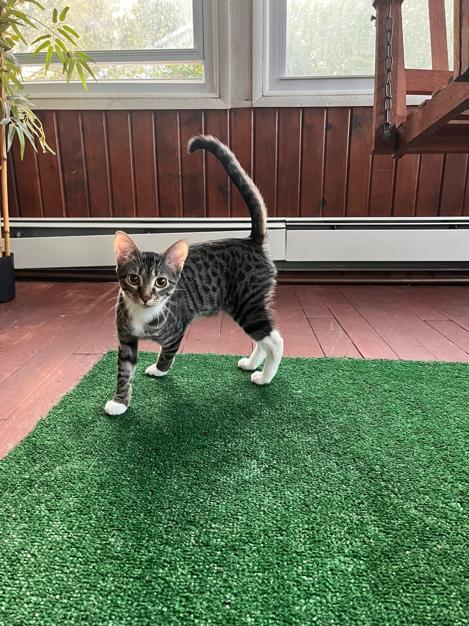 Enlarge Rena, a Adoptable Domestic Short Hair in hinckley, IL image 3/3